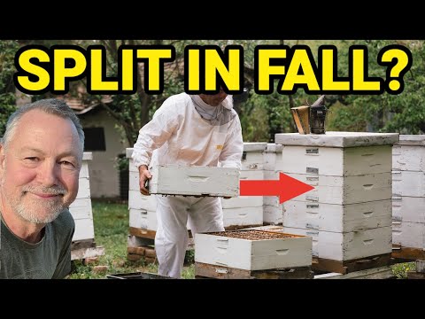Beekeeping | How To Make A Fall Split & Is It A Good Idea?
