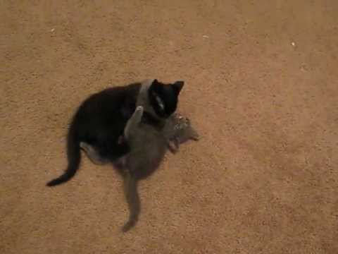 LaVinia being supercute