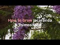 Jacaranda mimosifolia Growing Guide (Blue jacaranda) by GardenersHQ