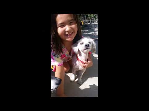 Boo-WATCH MY VIDEO!!!, an adopted Poodle & Pekingese Mix in Fullerton, CA_image-1