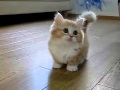 Няшный кот 