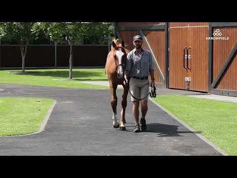 Lot 564 - Admire Mars x Miss St Tropez colt