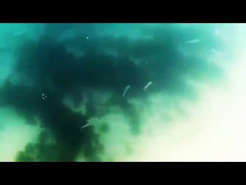 Snorkeling at Sandspit!