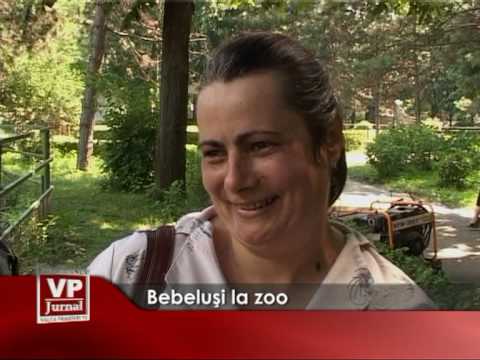 Bebelusi la zoo