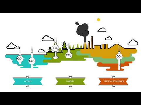 What are carbon sinks? | Sustainability for all - ACCIONA