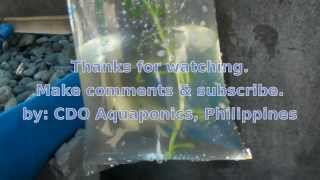 preview picture of video 'CDO Aquaponics: Day17, BFAR Region10, Tilapia & Blue Gourami'