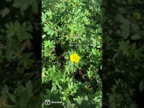 園芸 カンゾウ、ニッコウキスゲ