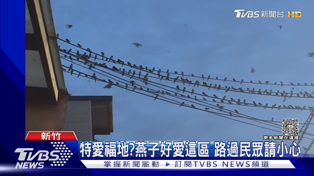 特愛福地?燕子好愛這區 路過民眾請小心