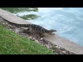 Water Monitor Lizard Goes For A Swim
