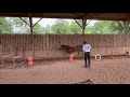 PFS Femelle 3 ans 1m46 par O Ma Doué Kersidal