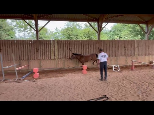 PFS Femelle 3 ans 1m46 par O Ma Dou&eacute; Kersidal