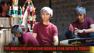 Download lagu PARA PAJANTAN KANDANG TERNAK l TIPS MEMILIH PEJANTAN AYAM UNTUK DITERNAK mp3