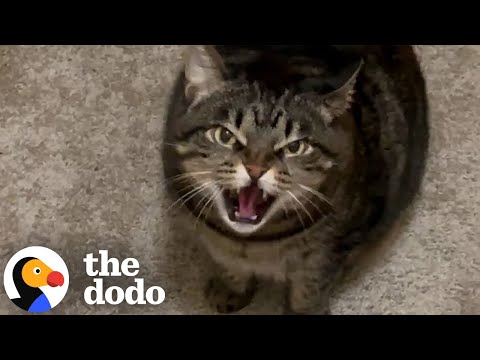 Cat Won't Stop Hissing At Her Pet Sitter | The Dodo