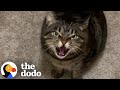 Cat Won T Stop Hissing At Her Pet Sitter The Dodo