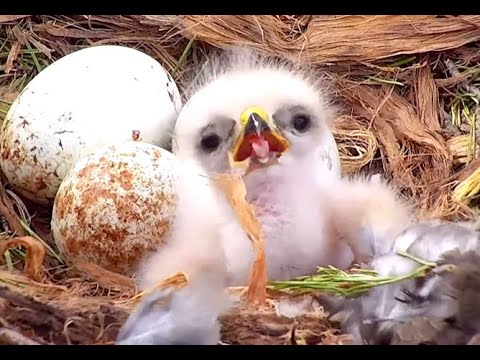 "I'm home alone!" Cornell Red-tailed Hawks. 23 April 2022