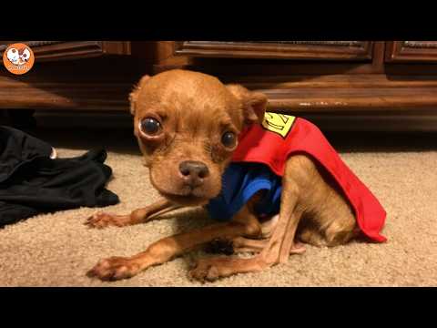 I Saved a 2-Pound Dog Hours Before Euthanasia