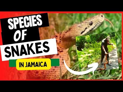 1st YouTube video about are there snakes in jamaica