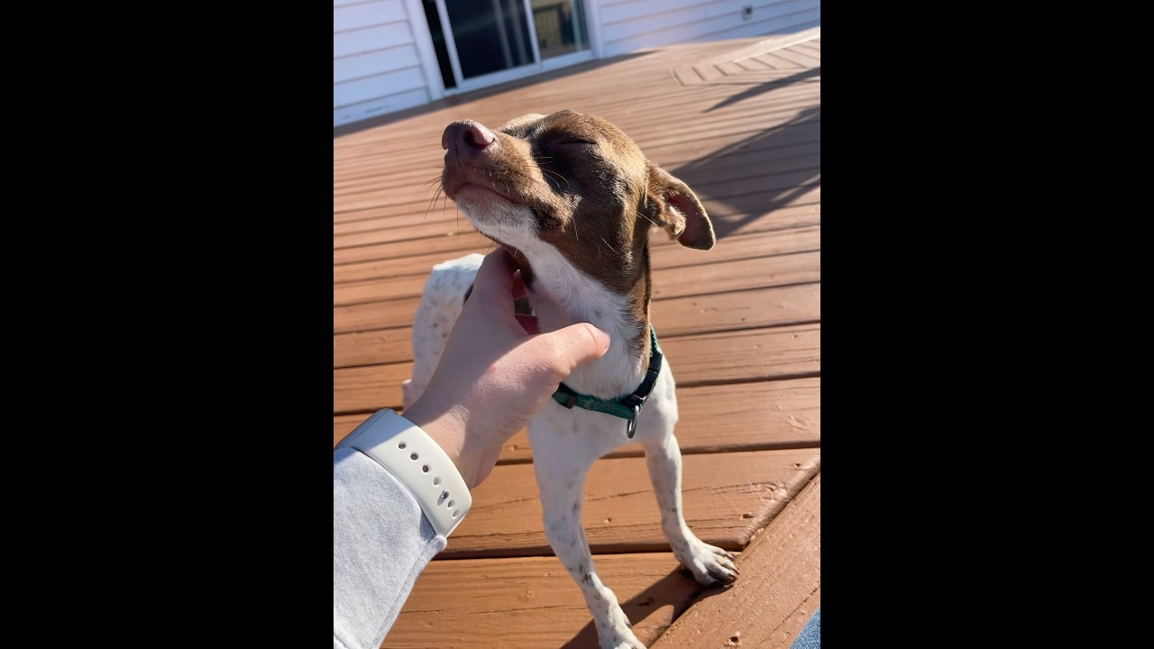 Enlarge Rocco, a Adoptable mixed breed in Lovettsville, VA video 4/6