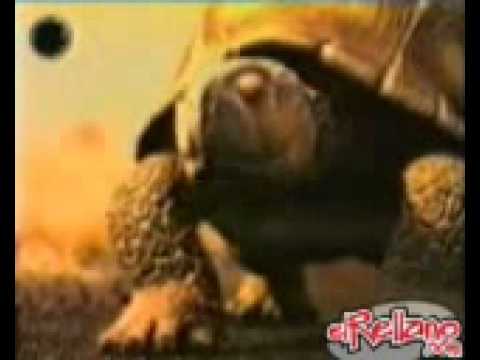 TORTUGA CERVEZA BRAHVA - YouTube