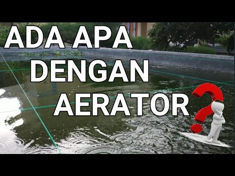 CARA BUDIDAYA IKAN GURAME DI KOLAM BETON || ADA APA DENGAN PENGGUNAAN AERATOR ???