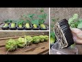 Tips for planting and propagating chayote early harvested from fruit bought at the supermarket