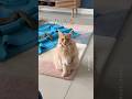How Talkative Maine Coon Cats Are Orange Boy Edition Meowing Mainecoon