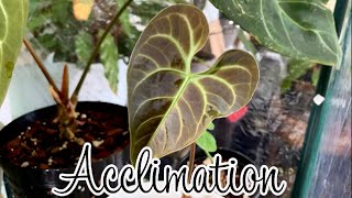 Houseplant Acclimation