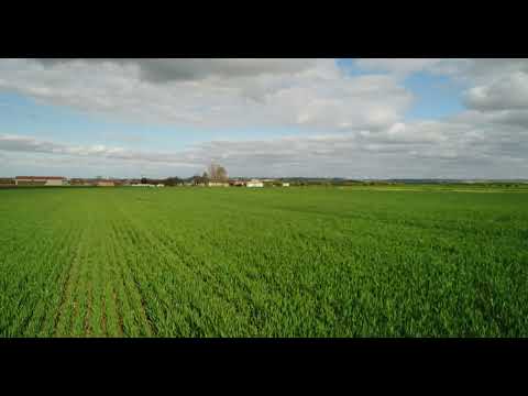 Albatros Oat: Regenerative Forage for Soil Health
