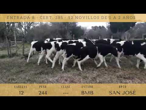 Lote 12 Novillos 1 a 2 años Holando 244kg -  en ECILDA PAULLIER