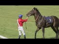 Horse Racing Death 50 Expedient At Windsor Racecourse
