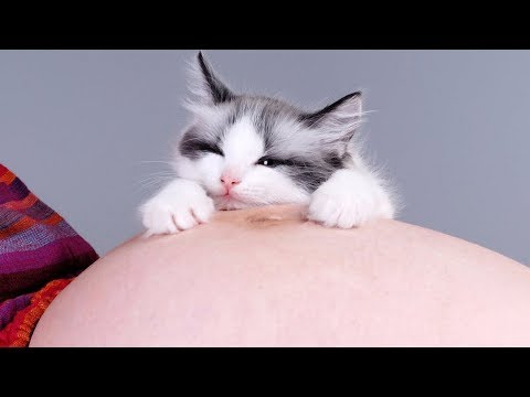 Cats Reaction to Pregnant Women - Cats Love and Protects Pregnant Women. Compilation