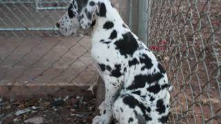 AW#134 BOOMER & HIS WINTER PUPPIES (SLIP AWAY) kEIRAN GOSS