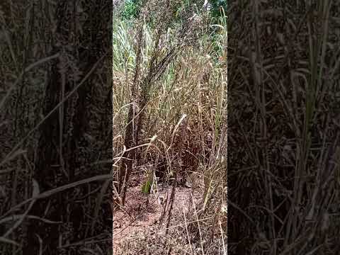 rio itamarati, estrada Itaiti, são jorge do ivaí Paraná Brazil