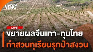 ขยายผลจีนเทา-ทุนไทย ทำสวนทุเรียนรุกป่าสงวน | ไลฟ์วันนี้ | 25 ก.พ.68