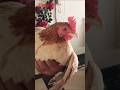 Healthy Rooster Rooster Chicken