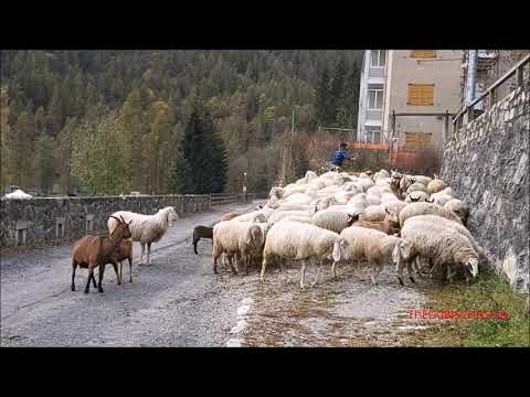 SFILATA DI PECORE E MUCCHE HIGHLANDER, FIERA DI S. MARTINO, CASTELDELFINO. (CN) DOM. 18 - 10 - 2020.