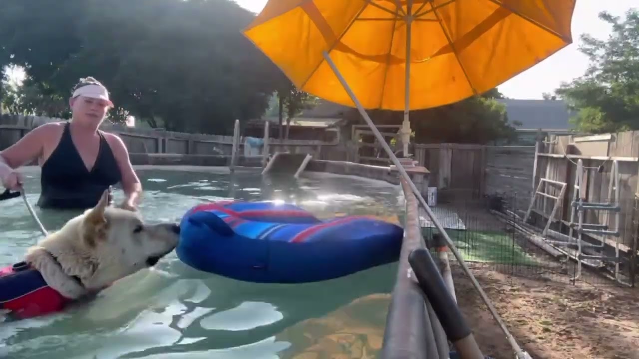 Tug, a Adoptable mixed breed in San Jose, CA video 2/6