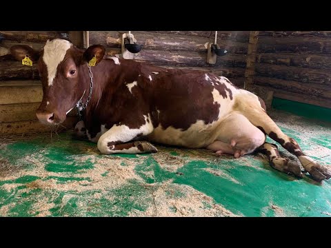 Обустройство Коровника. Часть 1. Выбор полов: мягкие животноводческие маты.