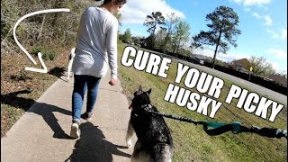 Teach Your Husky To Eat ANYTHING!