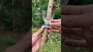 Download lagu mencangkok menggunakan botol bekas #bonsai #bonsaitree #bonsaiindonesia #koreabonsai  #reels #shorts mp3