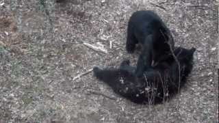 preview picture of video 'Black bear's play fighting, Saskatchewan Canada'