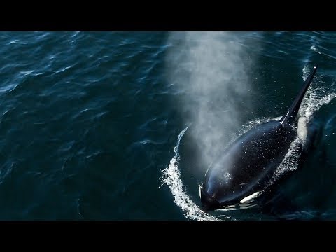 Killer Whales feed on carcass with Humpback Whales chasing them