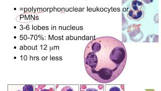 Blood C WBC