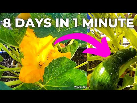 Zucchini Growing Time Lapse [Pollination to Harvest]