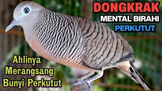 Download lagu Perkutut Lokal Gacor RAJA PIKAT Ahlinya Bikin Semua Burung Perkutut Gacor Nyaut mp3 Download lagu Perkutut Lokal Gacor RAJA PIKAT Ahlinya Bikin Semua Burung Perkutut Gacor Nyaut mp3