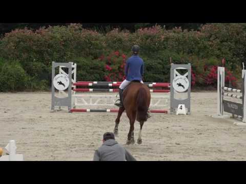 Caprice de Laume - Vainqueur CIR 4 ans d'Auvers
