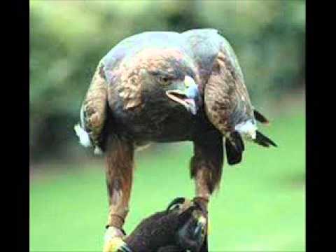 ZIKA ANTIC  EH DA IMAM KRILA MLADOG ORLA