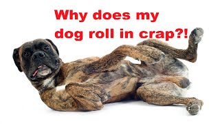 Ask Amy: Why Does My Dog Roll In Poop and Nasty Stuff, and What Can I Do to Stop This Nasty Habit?