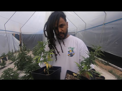 BatzLife: Especial Chile