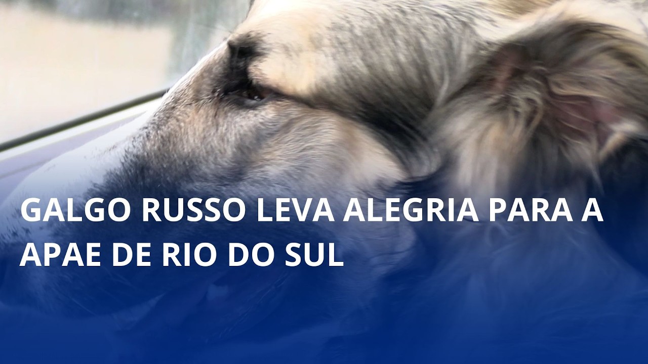 Galgo Russo leva alegria para a APAE de Rio do Sul